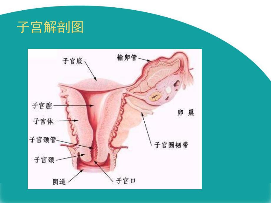 腹腔镜下全子宫切除术.ppt_第2页