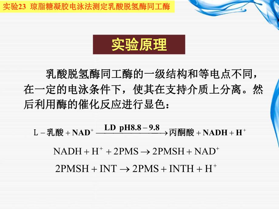 实验23 琼脂糖凝胶电泳法测定乳酸脱氢酶同工酶.ppt_第3页