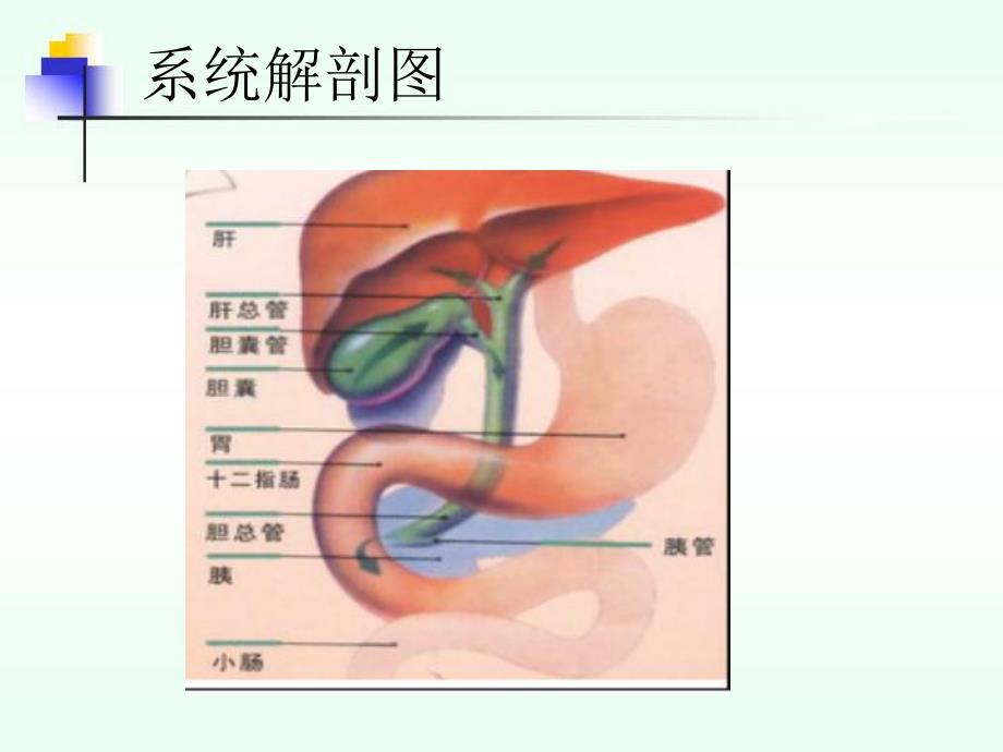 胆石症健康宣教.ppt_第3页