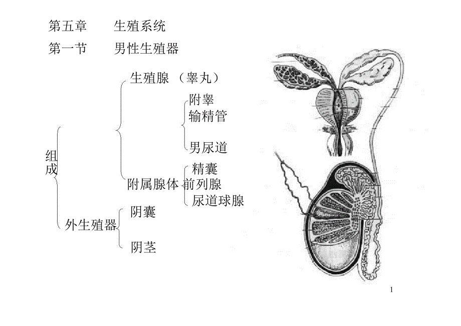 生殖系统彩色图解.ppt_第1页