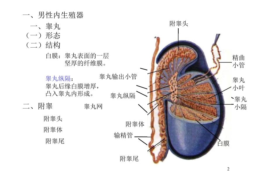 生殖系统彩色图解.ppt_第2页