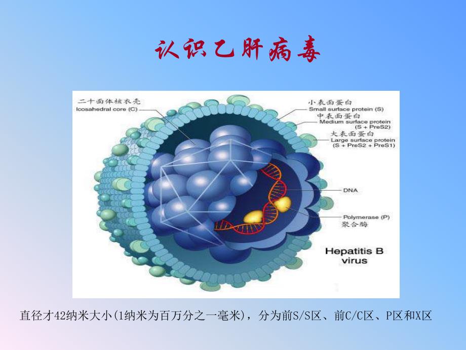 乙型肝炎的母婴阻断.ppt_第2页