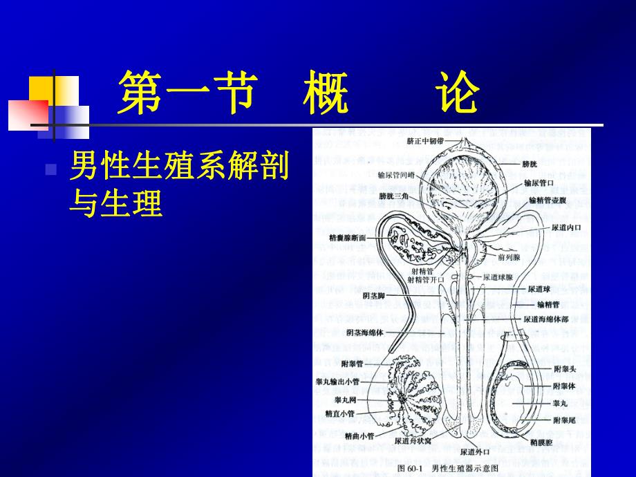 第六十章男性性功能障碍、不育和节育(PPT61).ppt_第2页