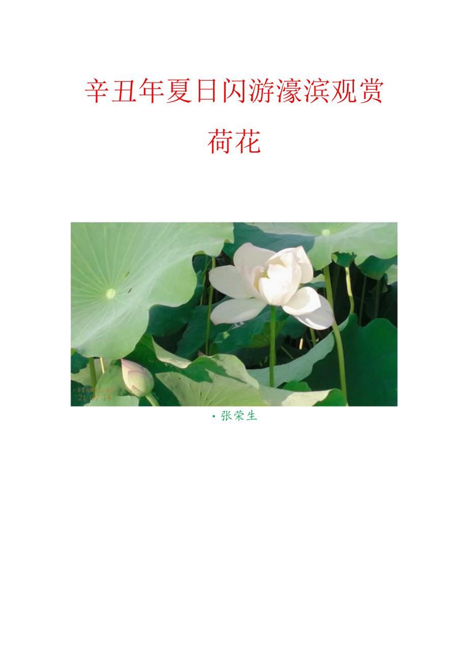 辛丑年夏日闪游濠滨观赏荷花.docx_第1页