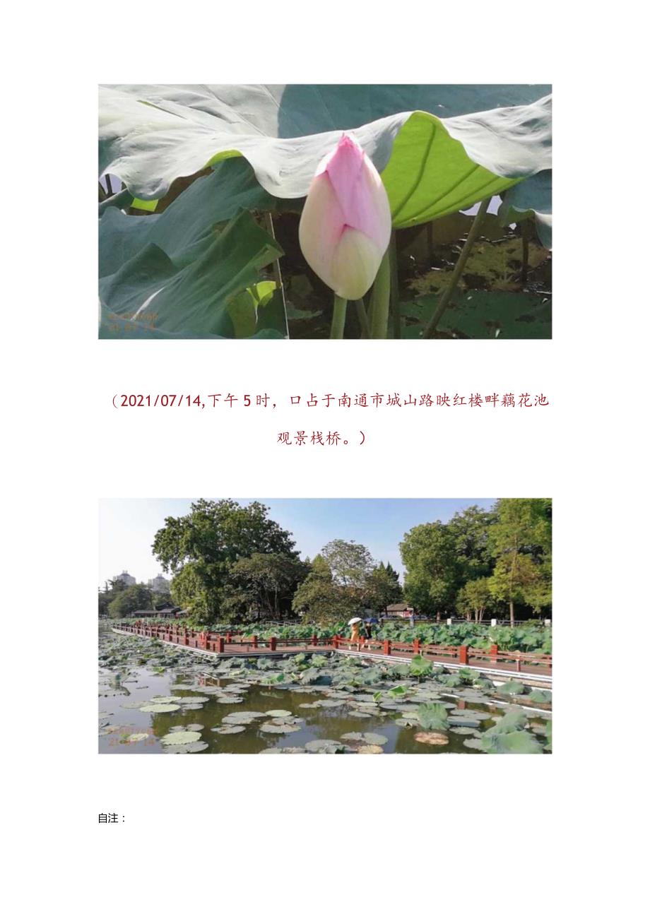 辛丑年夏日闪游濠滨观赏荷花.docx_第3页