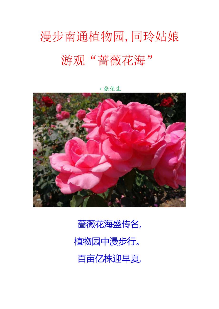 漫步南通植物园同玲姑娘游观“蔷薇花海”.docx_第1页