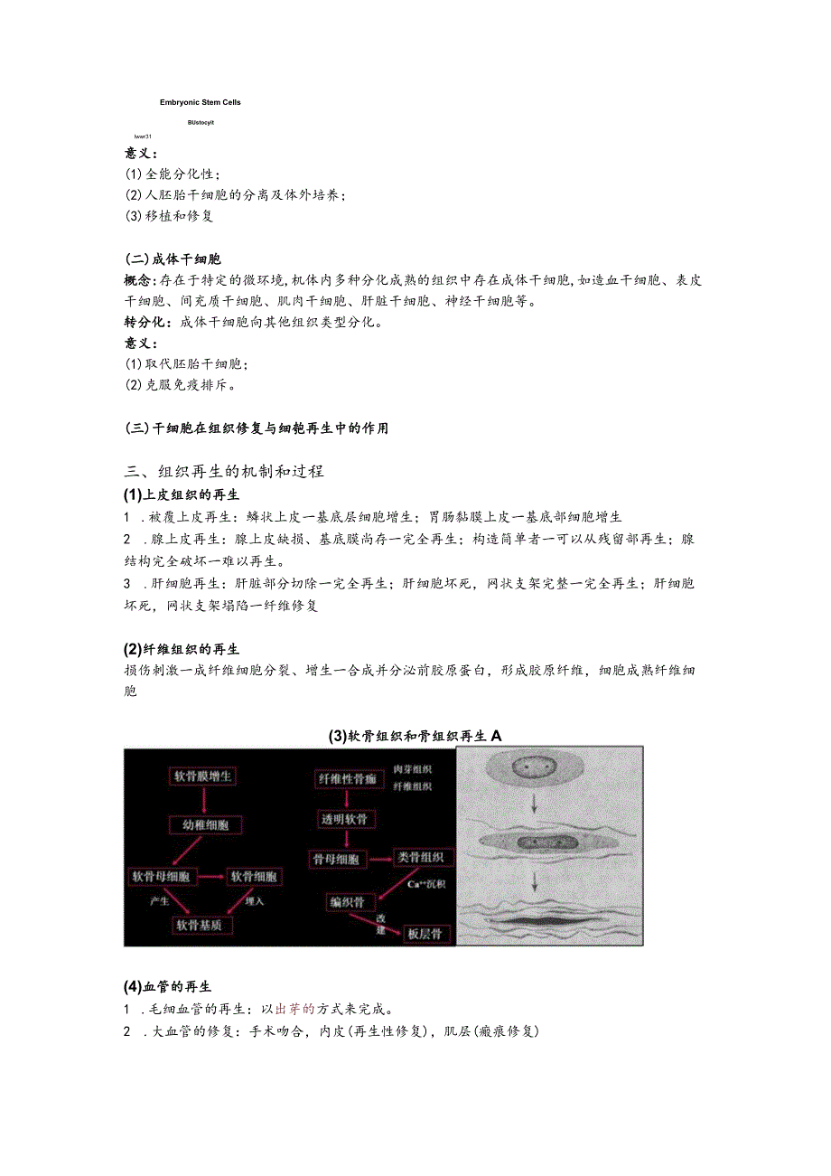 病理学整理2.损伤的修复.docx_第2页