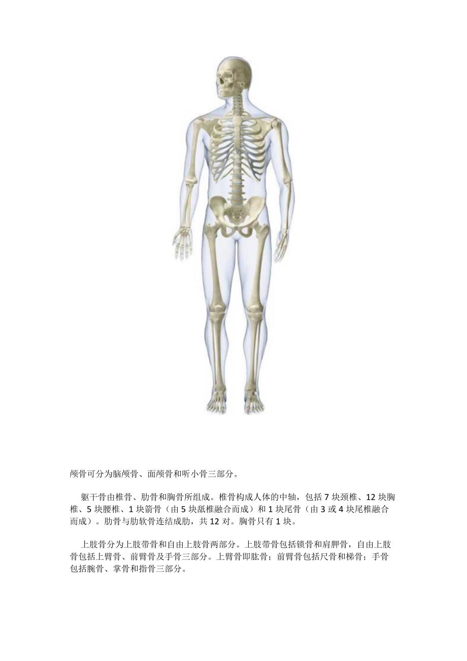 人体主要关节.docx_第2页