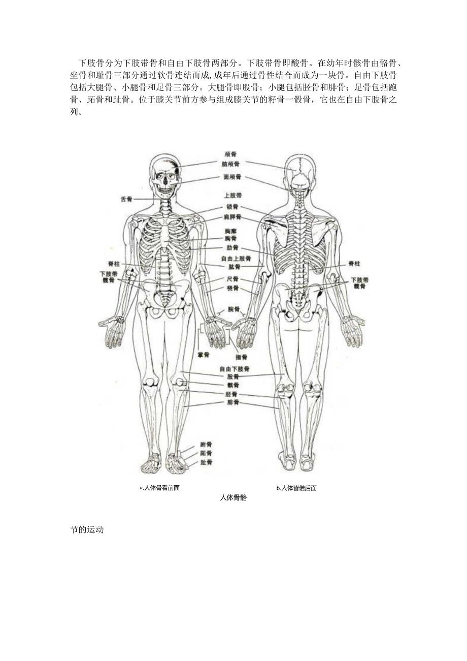 人体主要关节.docx_第3页