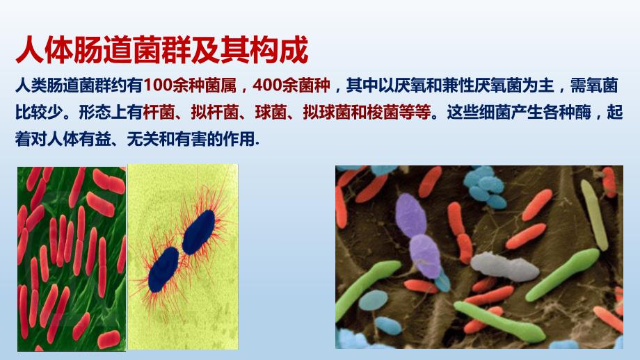 肠道菌群.ppt_第3页