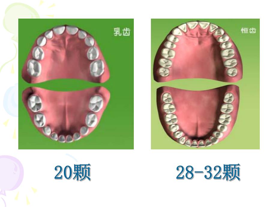 【小学健康教育课件】换牙和六龄齿PPT.ppt_第2页