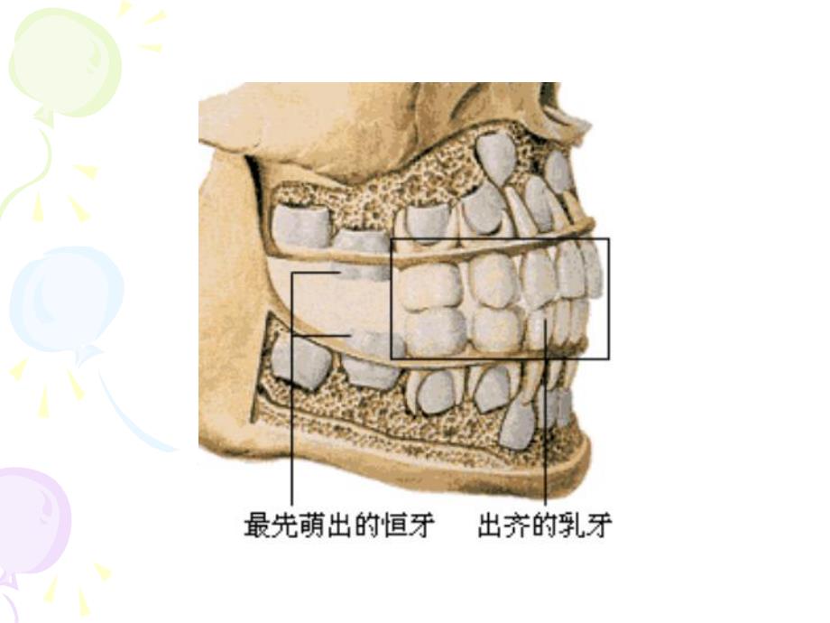 【小学健康教育课件】换牙和六龄齿PPT.ppt_第3页