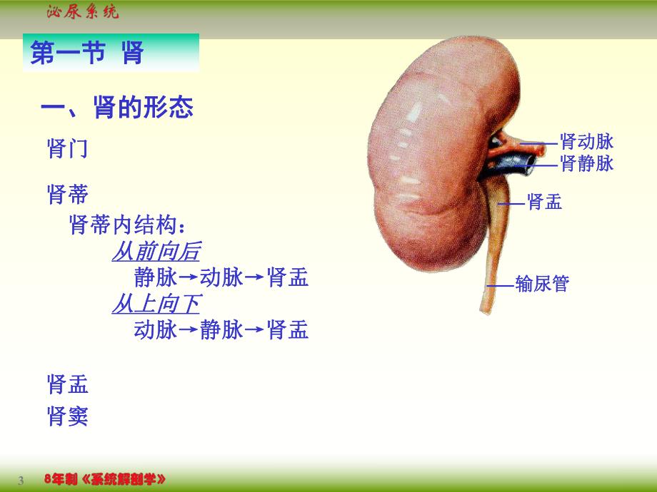 【医学课件】核医学泌尿系统ppt.ppt_第3页