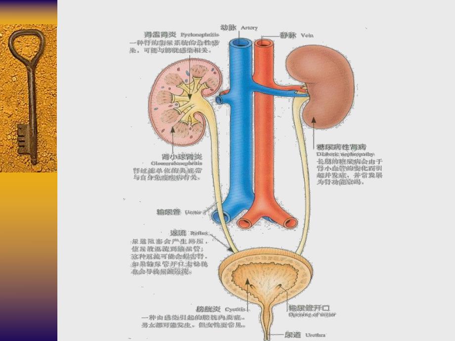 01泌尿系统疾病总论.ppt_第2页