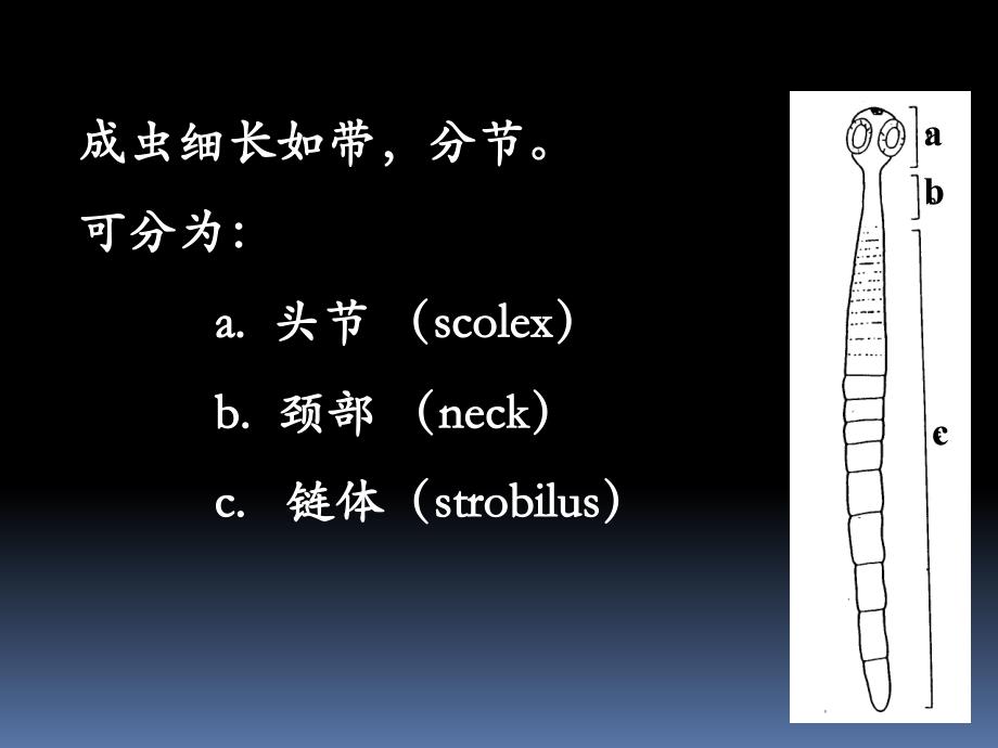 【精品PPT】1猪肉绦虫.ppt_第2页