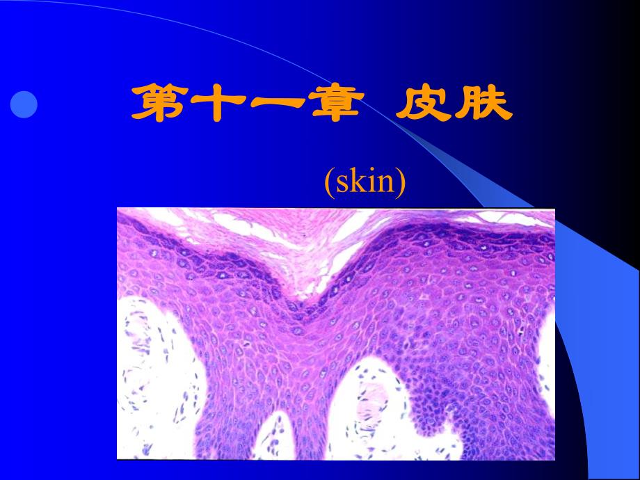 【基础医学】第十一章 皮肤.ppt_第1页