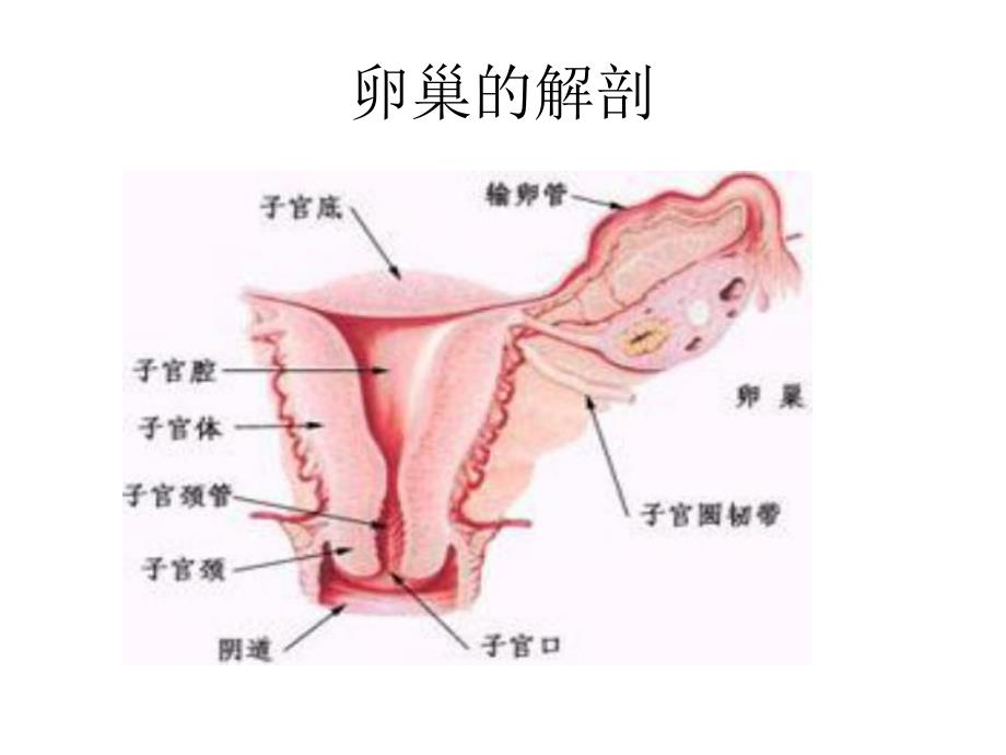 1卵巢癌的护理.ppt_第3页