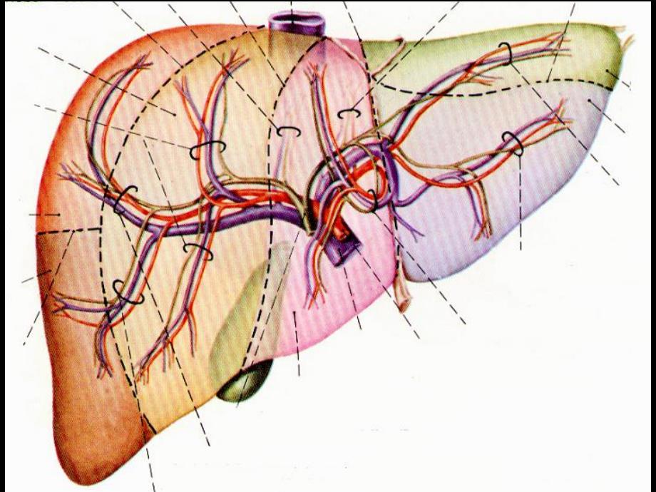 09肝内管道和肝段断层解剖.ppt_第2页