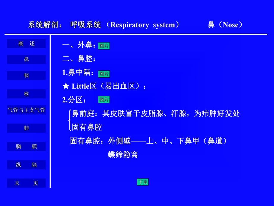 [医学]呼吸系统解剖生理.ppt_第3页