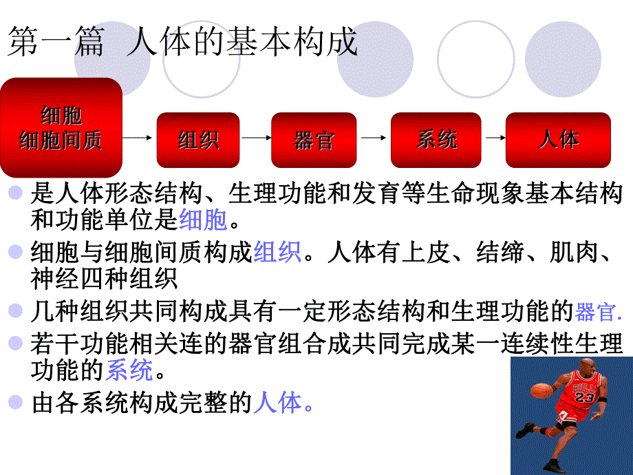 01细胞与细胞间质.ppt.ppt_第2页