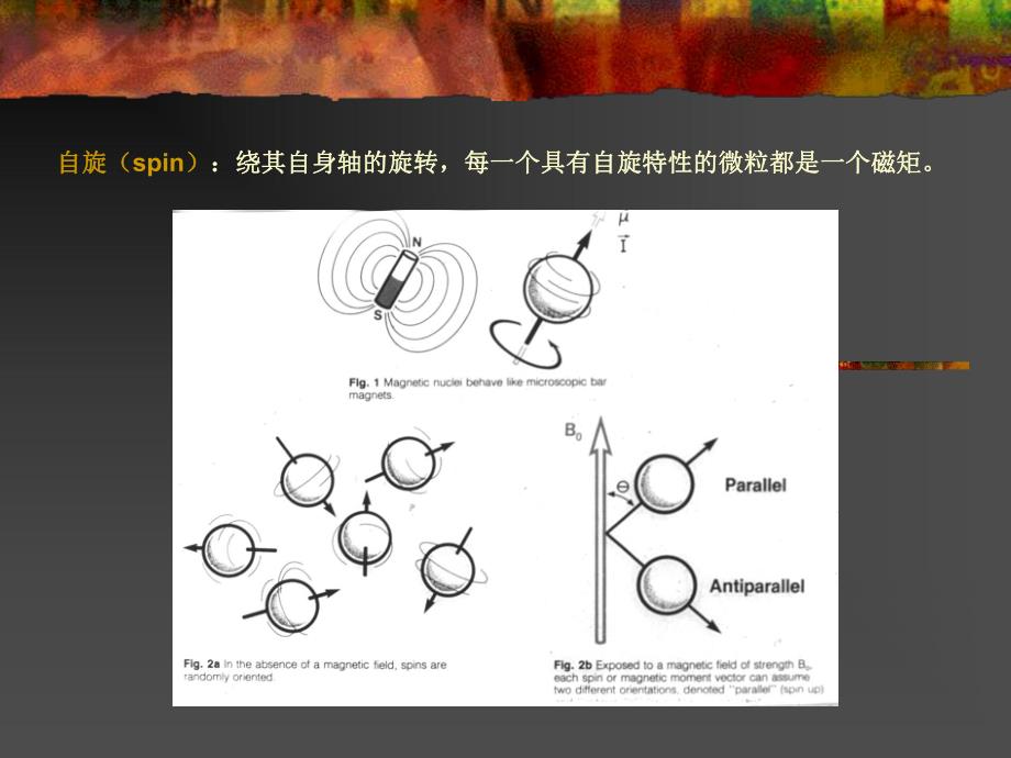 NMRI原理及临床应用(创外).ppt_第3页