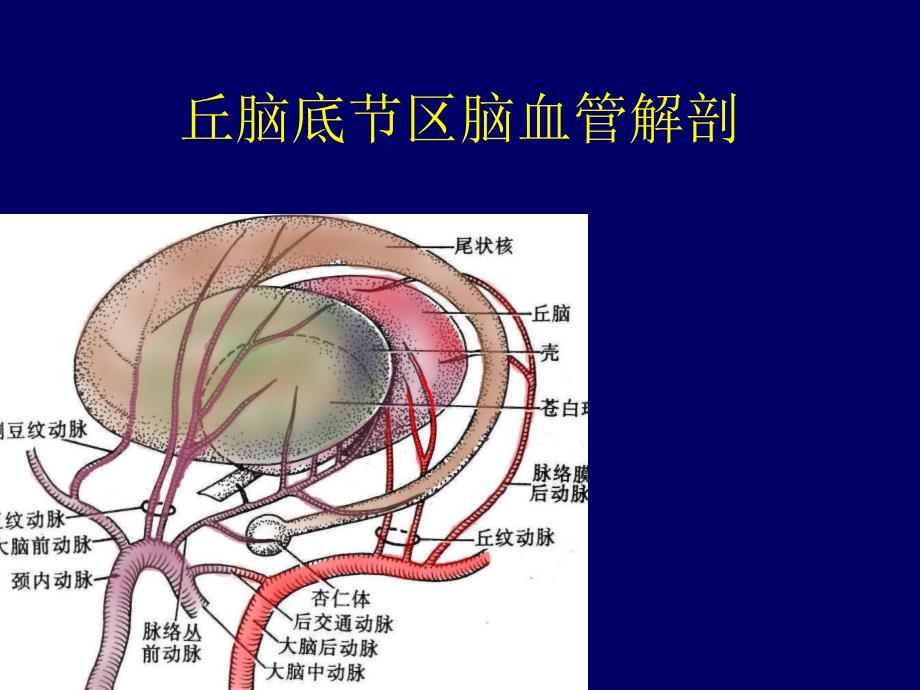 [临床医学]丘脑底节区脑血管解剖.ppt_第1页