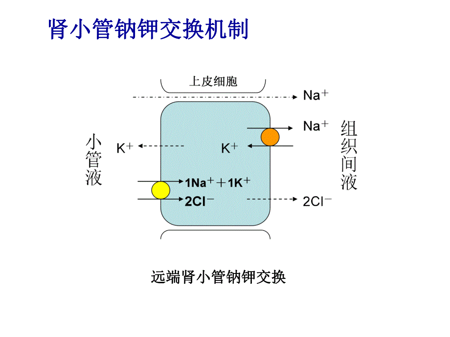 Liddle综合征.ppt_第2页