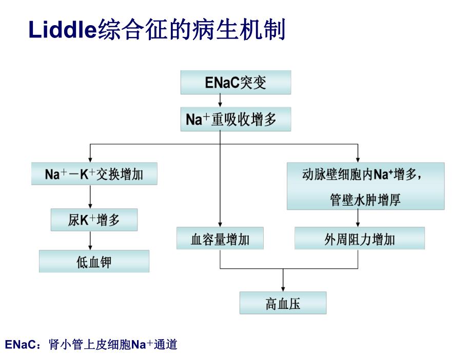 Liddle综合征.ppt_第3页