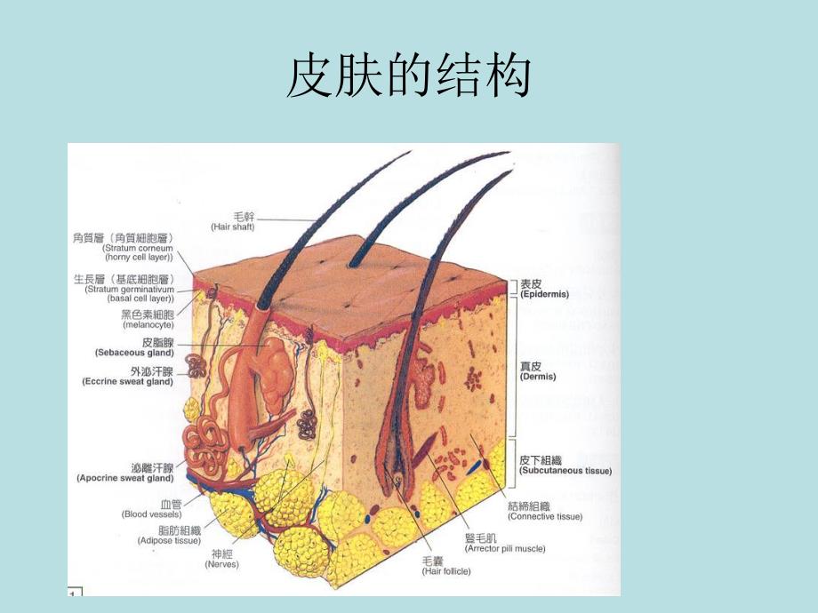 PPT伤口的病理生理.ppt_第3页