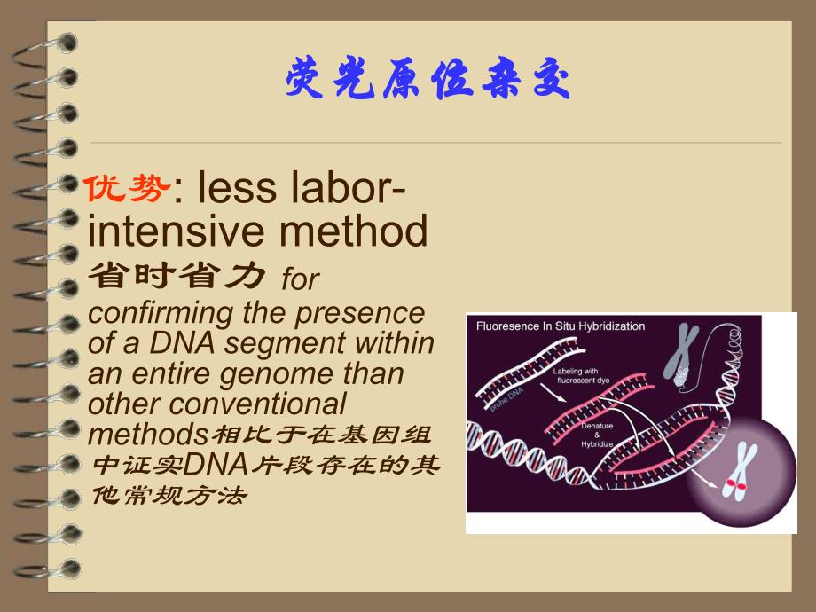 FISH技术及应用.ppt_第3页