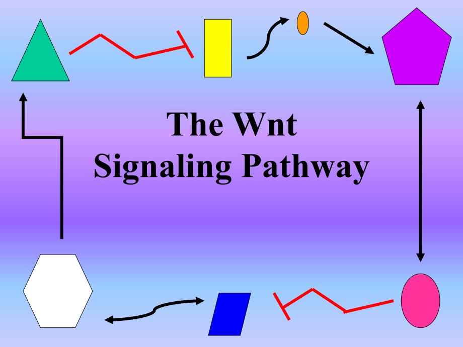 the wnt signaling pathway.ppt_第1页