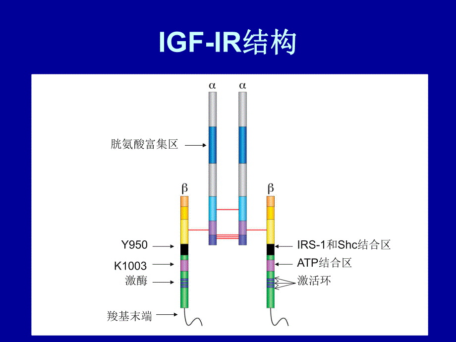 IGFIR酪氨酸激酶.ppt_第3页