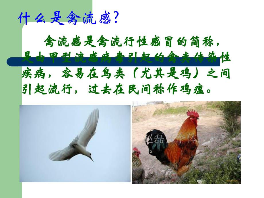 人感染H7N9禽流感.ppt_第3页