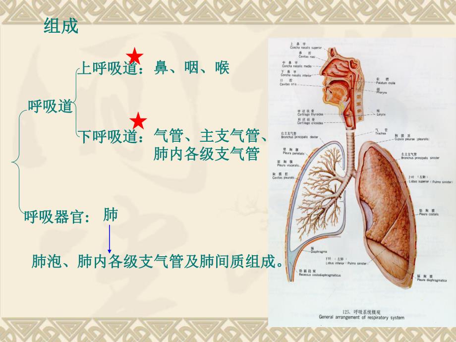 人体解剖学3呼吸系统.ppt_第2页