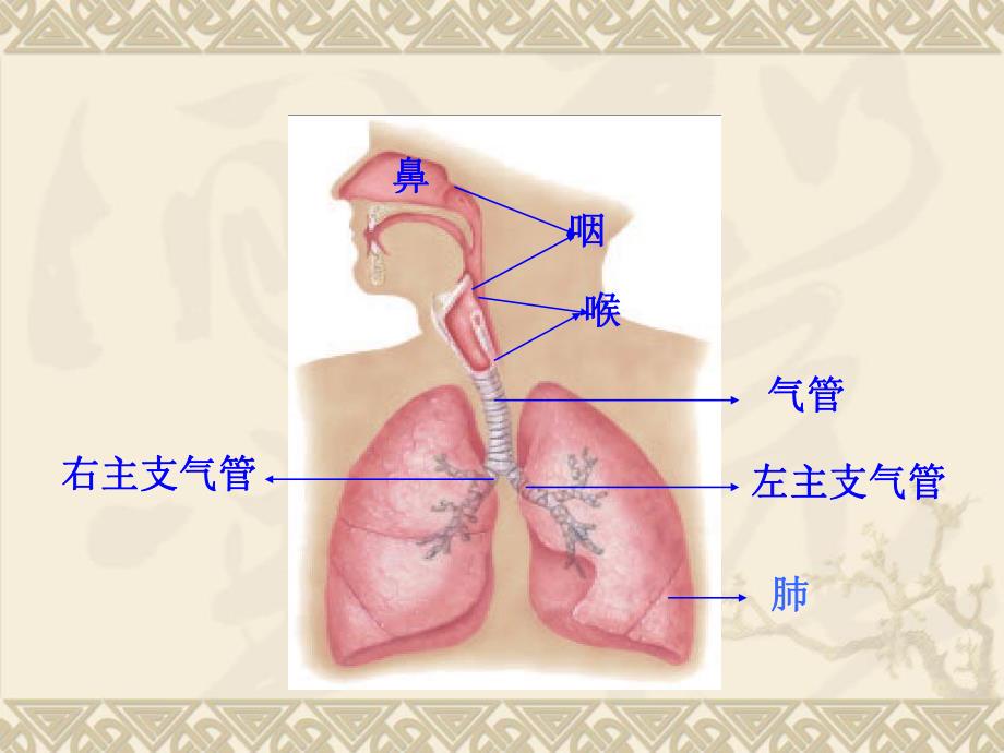 人体解剖学3呼吸系统.ppt_第3页