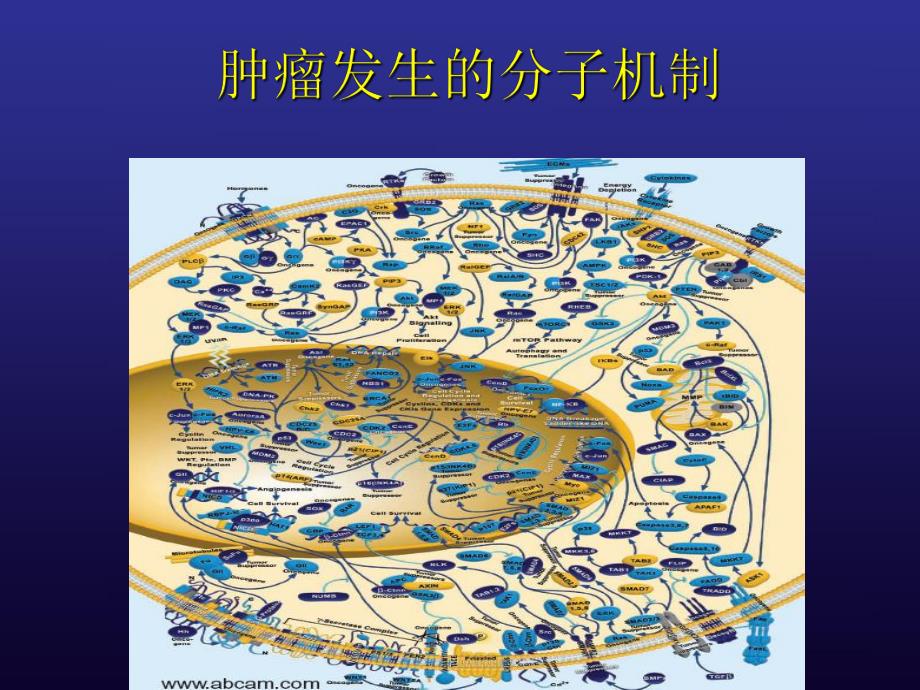 分子靶向治疗(消化道肿瘤).ppt.ppt_第3页