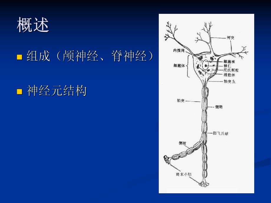 医院周围神经病讲稿PPT.ppt_第2页