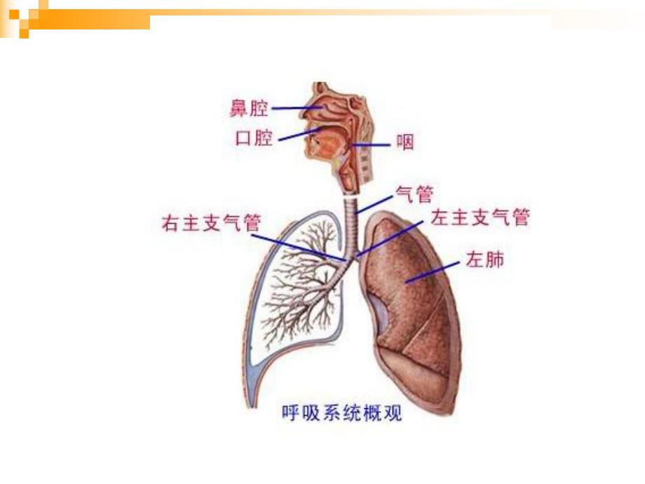 呼吸一科疾病观察.ppt_第3页