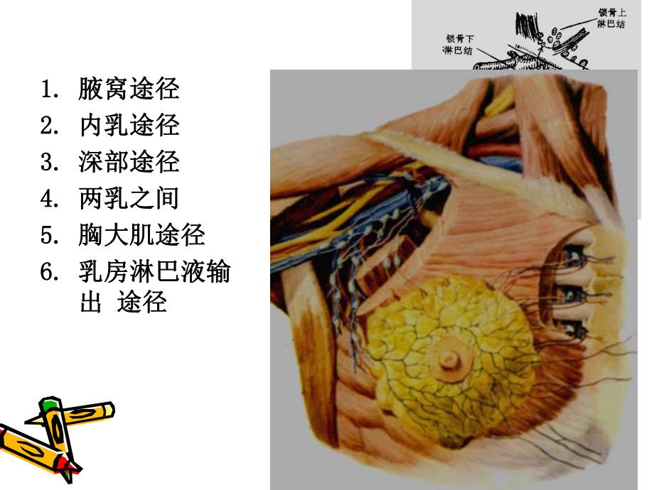 乳房疾病1.ppt_第3页