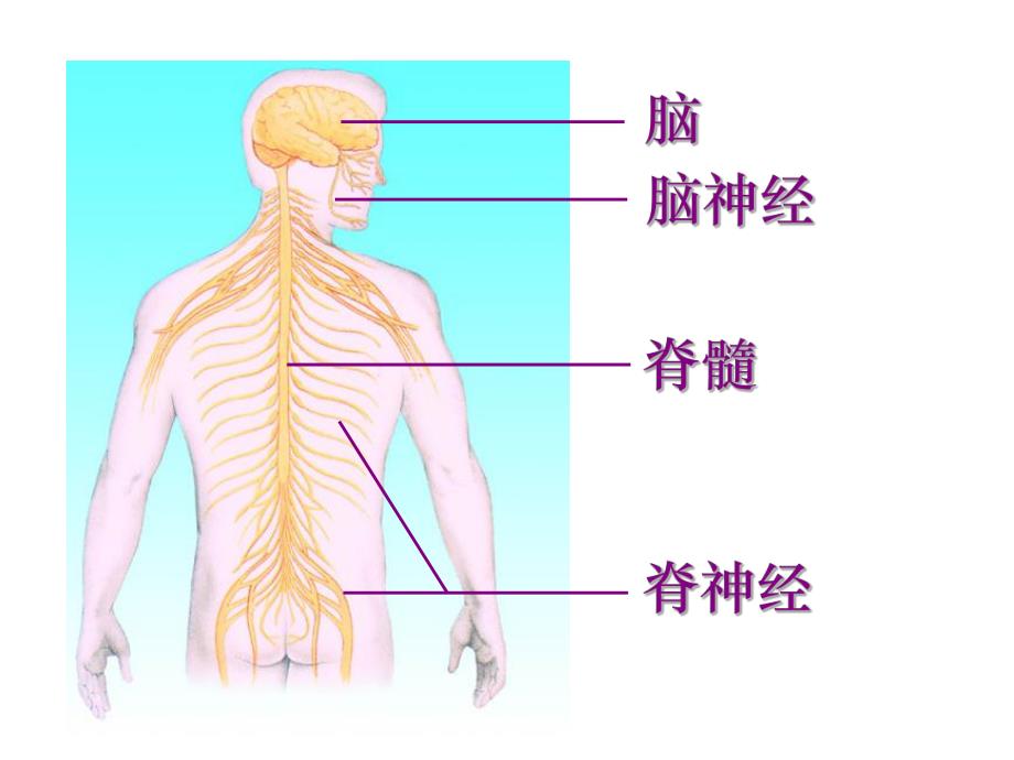 中枢神经系统解剖端脑.ppt_第2页