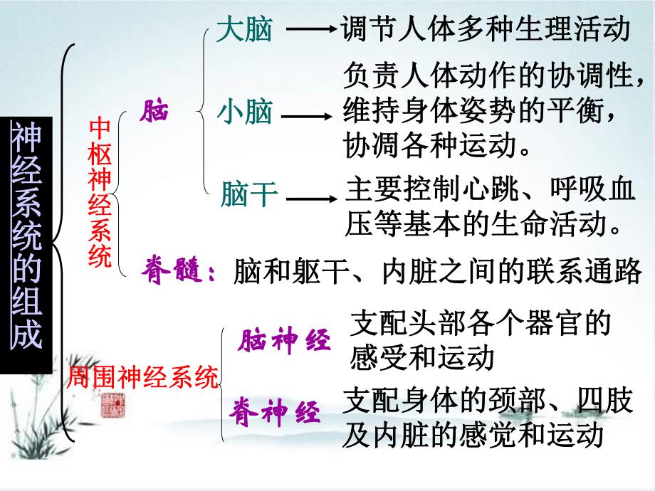 中枢神经系统解剖端脑.ppt_第3页