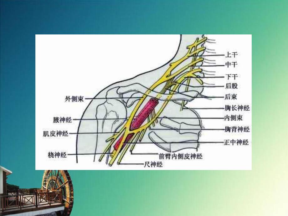 周围神经损伤的护理.ppt_第3页