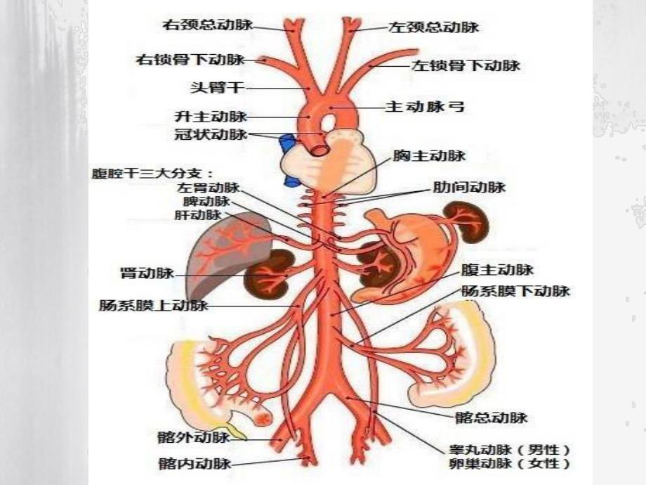 主动脉夹层瘤患者个案护理查房.ppt_第3页