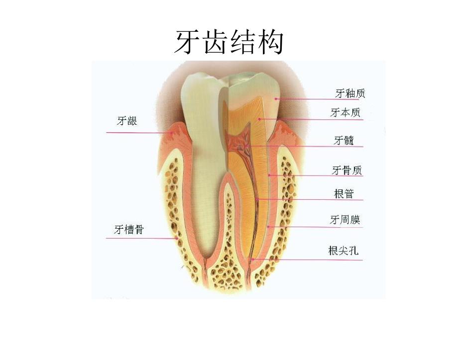 口腔内科病人的护理.ppt_第3页