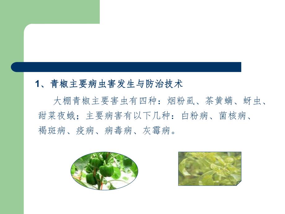 主要蔬菜类病虫草害发生与防治技术.ppt_第3页