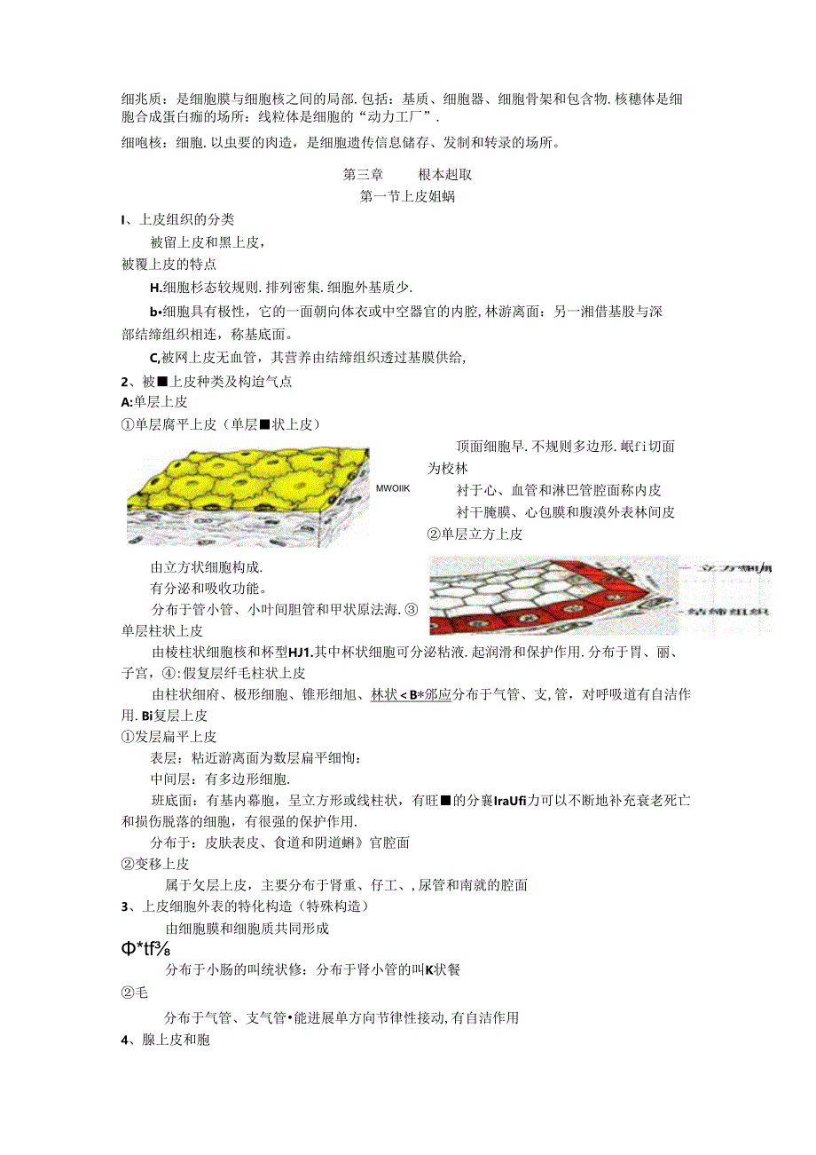 《解剖学基础》1_3章知识点整理.docx_第3页