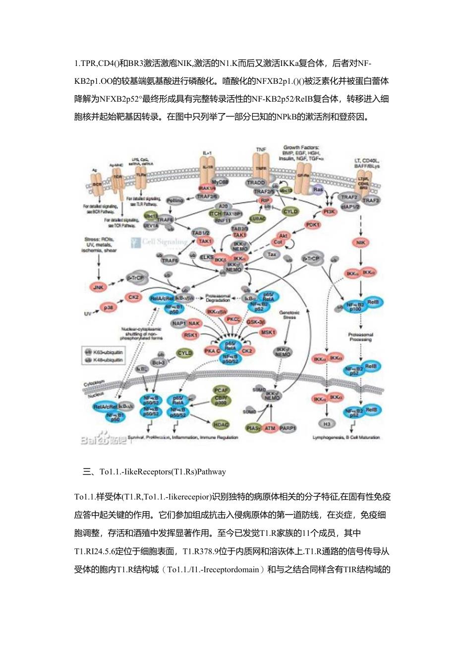 免疫和炎症相关信号通路.docx_第3页