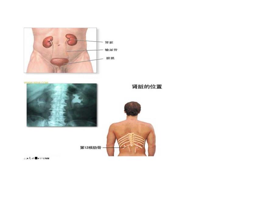 人体自身的神奇补肾法.docx_第3页