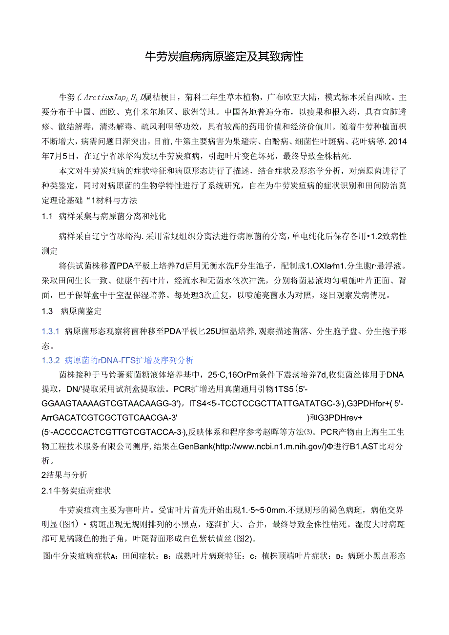 牛蒡炭疽病病原鉴定及其致病性.docx_第1页