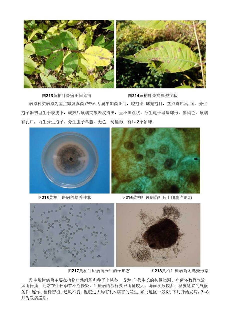 黄柏主要病害发生危害及其种类鉴定.docx_第2页